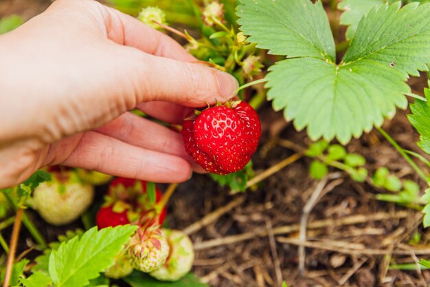 Travailleur agricole à la main de la récolte de fraises biologiques mûres fraîches rouges dans le jardin végétarien végétalien de la production alimentaire cultivée à domicile
