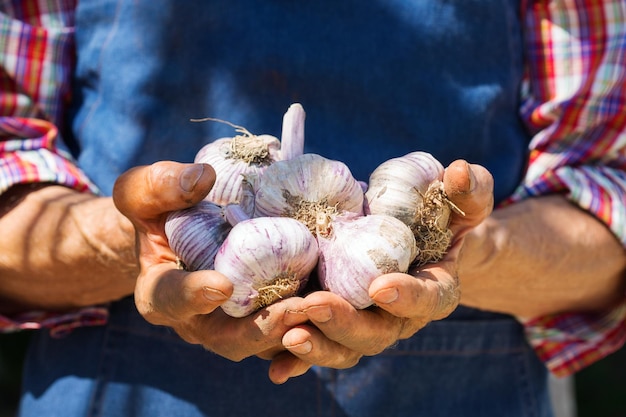 Travailleur agriculteur senior tenant une récolte d'ail biologique