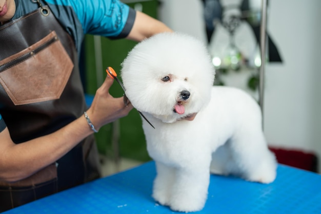Travailleur coupant les cheveux d'un chien dans un salon pour animaux de compagnie