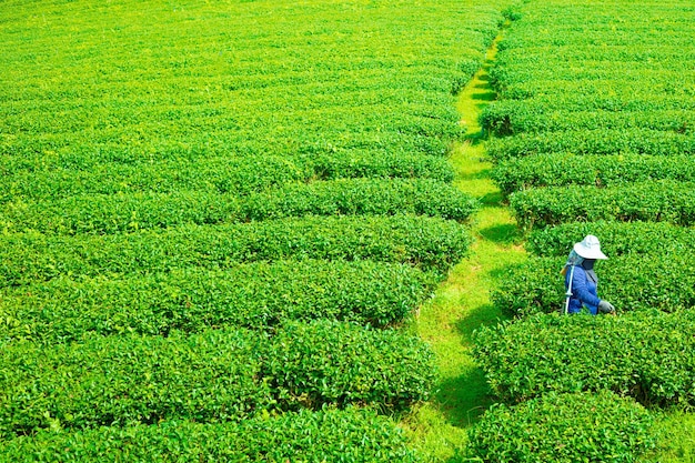 Travailleur cueillant des feuilles de thé dans un champ agricole de thé vert frais dans la nature montagne