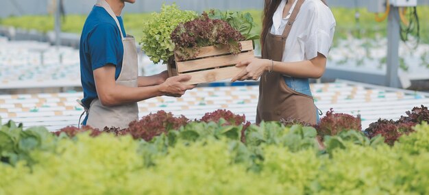 Travailleur de la ferme biologique testant et recueillant des données sur l'environnement à partir de légumes biologiques bok choy dans le jardin de la ferme à effet de serre