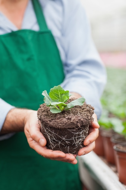 Travailleur de jardinerie tenant la plante