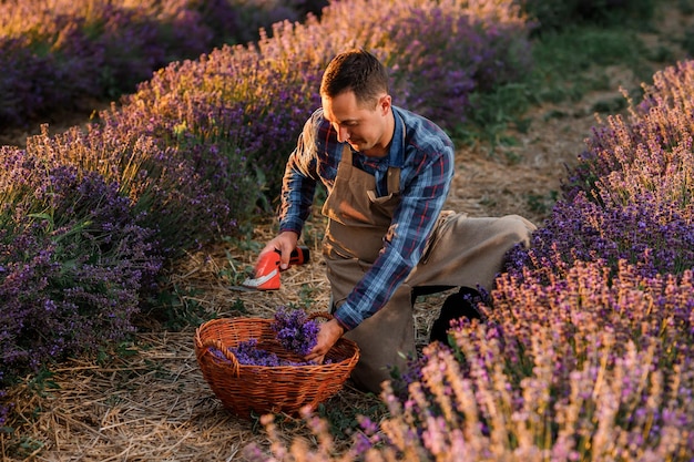 Travailleur professionnel en uniforme Couper des bouquets de lavande avec des ciseaux sur un champ de lavande Récolte du concept de lavande