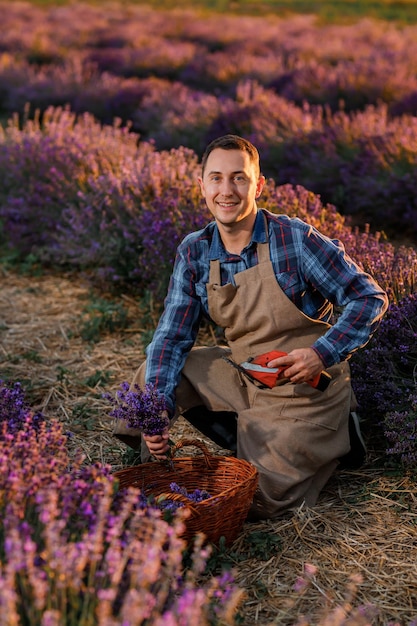 Travailleur professionnel en uniforme Couper des bouquets de lavande avec des ciseaux sur un champ de lavande Récolte du concept de lavande