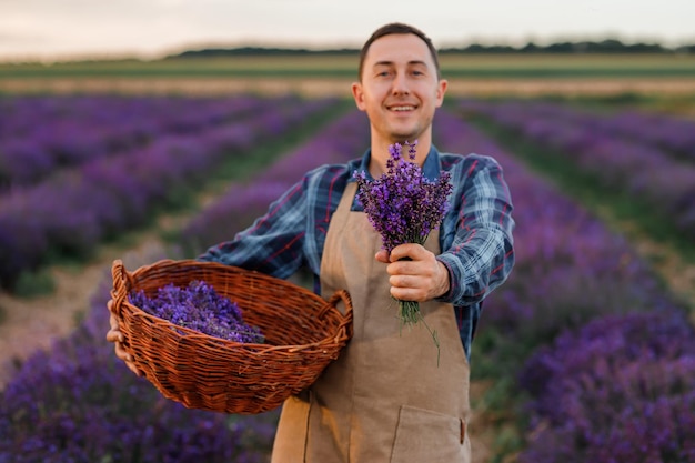 Travailleur professionnel en uniforme tenant un panier avec des bouquets de lavande coupés sur un champ de lavande et un arôme incurable de fleurs Harvesting Lavander Concept