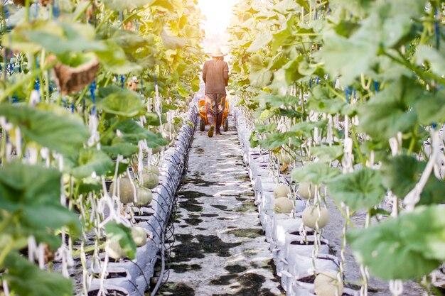 Travailleur récolte du melon dans une ferme de melon en serre