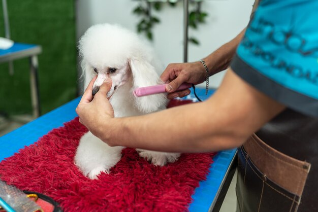 Travailleur repassant les cheveux d'un chien dans un salon pour animaux de compagnie