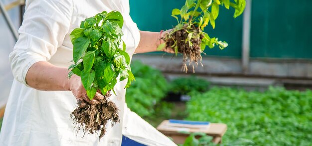 Travailleur avec des semis de poivre au printemps Mise au point sélective