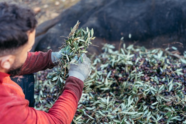 Travailleur séparant les branches des olives