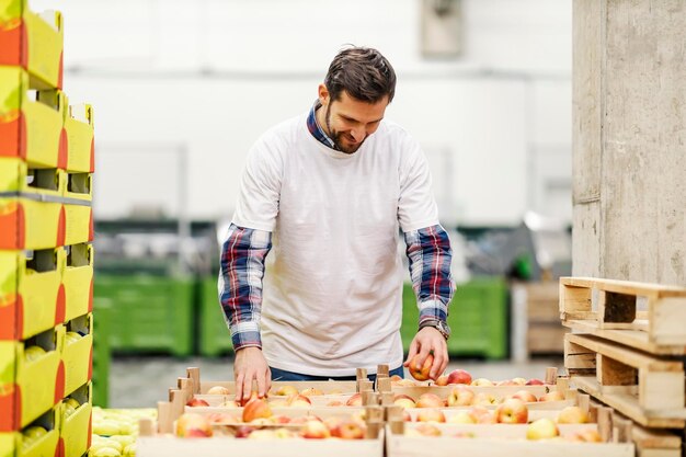 Un travailleur triant des pommes dans un entrepôt