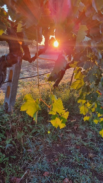 Un travailleur utilise une tronçonneuse pour enlever les feuilles d'une vigne.