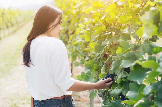 Travailleur de vignoble vérifiant la qualité du raisin dans le vignoble.