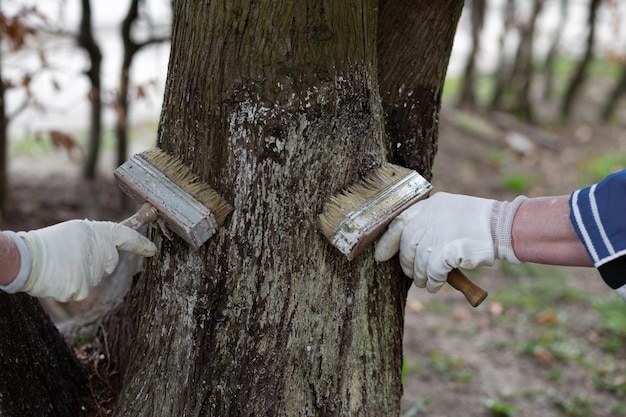 Les travailleurs blanchissent le bois avec des brosses.