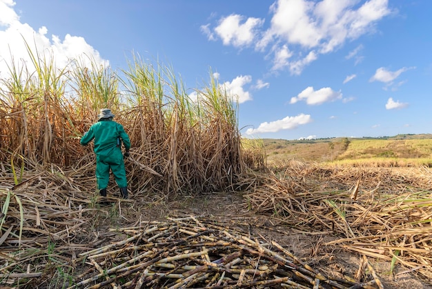 Les travailleurs de la canne à sucre la récolte de la canne à sucre biologique à la main à Paraiba Brésil