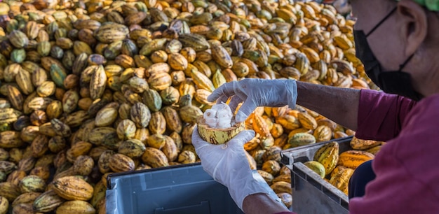 Les travailleurs préparent les cabosses de cacao fraîches avant la fermentation Les cabosses de cacao fraîches pelées entre les mains des agriculteurs