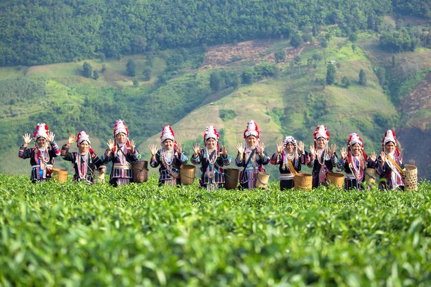 Travailleurs récoltant du thé dans une plantation.