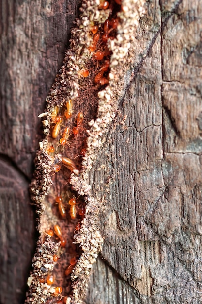 Photo travailleurs de termites petits termites travailleurs de termites réparant un tunnel sur l'arbre