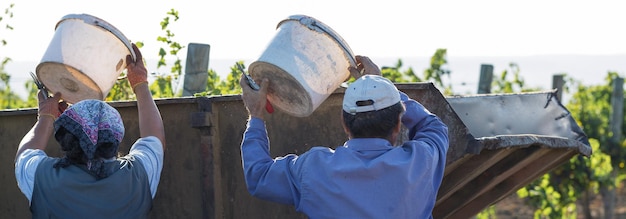 Les travailleurs versent des raisins bleus sur une remorque dans un vignoble Récolte d'automne