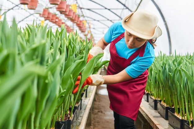 Une travailleuse dans une serre examine des tulipes hydroponiques dans des caisses