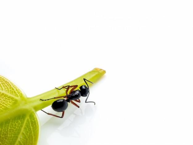 Travailleuse Polyrhachis laevissima sur une feuille verte