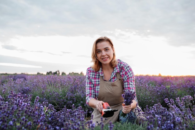 Travailleuse professionnelle en uniforme Couper des grappes de lavande avec des ciseaux sur un champ de lavande Récolte du concept de lavande