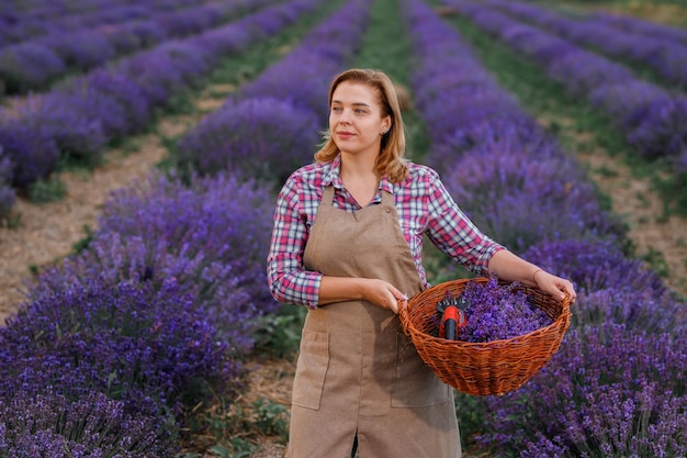 Travailleuse professionnelle en uniforme tenant un panier avec des bouquets de lavande coupés et des ciseaux sur un champ de lavande Récoltant le concept de lavande