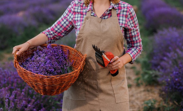 Travailleuse professionnelle en uniforme tenant un panier avec des bouquets de lavande coupés et des ciseaux sur un champ de lavande Récoltant le concept de lavande