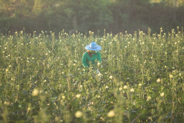 Une travailleuse ramasse des gombos verts