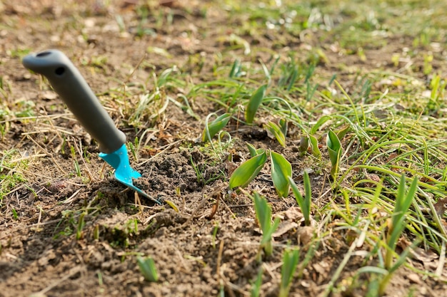 Travaux de jardin de printemps saisonnier spatule de jardin sur un parterre de fleurs avec des fleurs de tulipes en germination