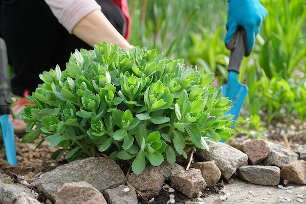 Travaux de printemps dans le jardin, femme mains dans des gants avec des outils de jardin