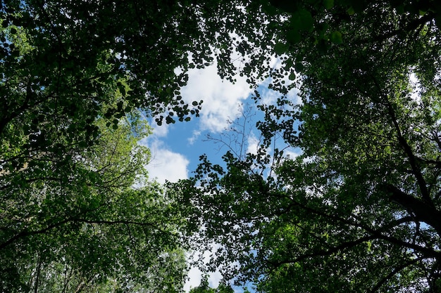 À travers les cimes vertes des arbres, vous pouvez voir le ciel bleu avec des nuages blancs