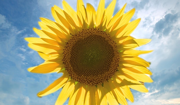 À travers les feuilles de la fleur de tournesol jaune verse la lumière du soleil contre le ciel bleu et les nuages blancs