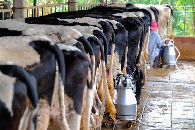 Photo la trayeuse à la ferme par la machine à traire