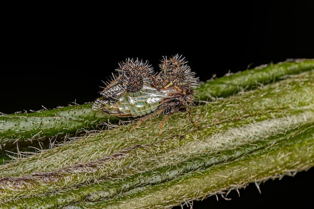 Treehopper Antmimicing adulte