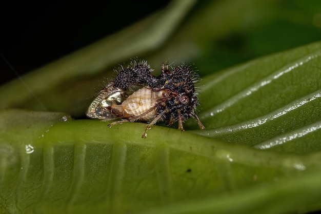 Photo treehopper imitant les fourmis adultes de l'espèce cyphonia clavigera