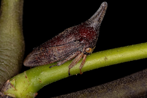 Photo treehopper typique adulte de la famille des membracidae