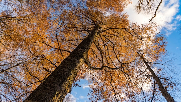 Treetops view ftom ci-dessous vers le haut, Sotchi, Russie.