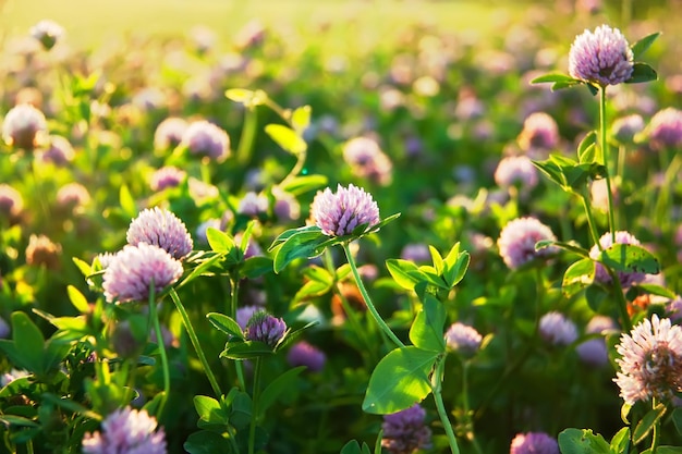 Trèfle fleuri rose dans une prairie ensoleillée d'été.