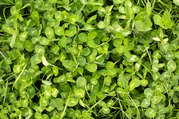 Trèfle des prés de printemps et fond d'herbe verte