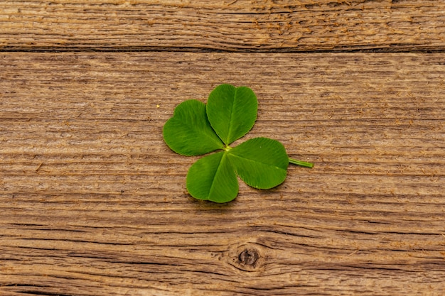 Photo trèfle à quatre feuilles, plante fraîche sur des planches en bois vintage