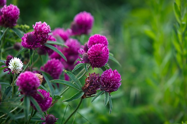 Trèfle rouge dans le jardin à l'extérieur