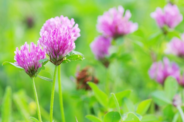 Trèfles à fleurs