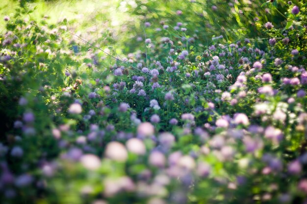 Trèfles violets en fleurs tourné avec objectif soft focus