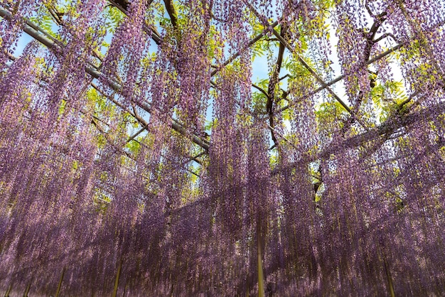 Treillis de fleurs de glycine miracle géant violet Le grand festival de la glycine dans le parc floral d'Ashikaga