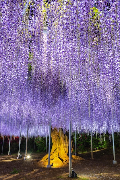 Le treillis de glycine géante rose pourpre en pleine floraison s'allume la nuit