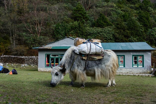 Photo trekking au népal, himalaya