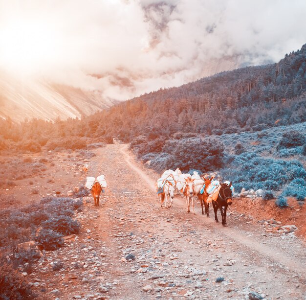 Trekking au Népal