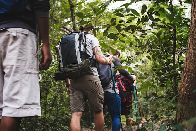 Trekking dans une forêt