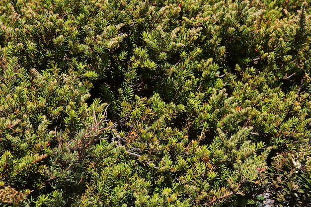 Trekking dans la vallée de Hooker