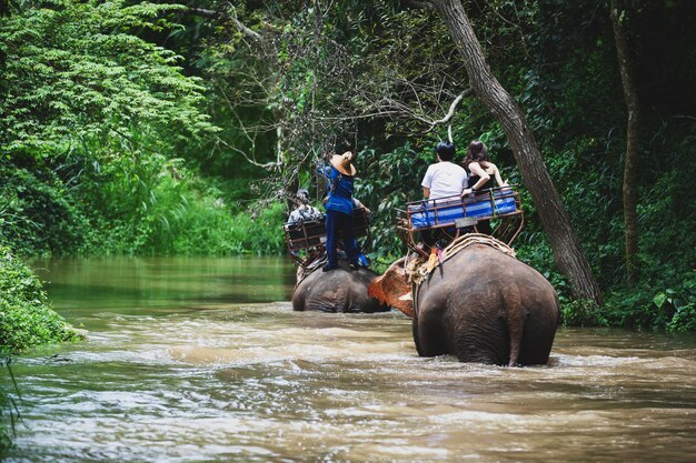 Trekking à dos d'éléphant en Thaïlande